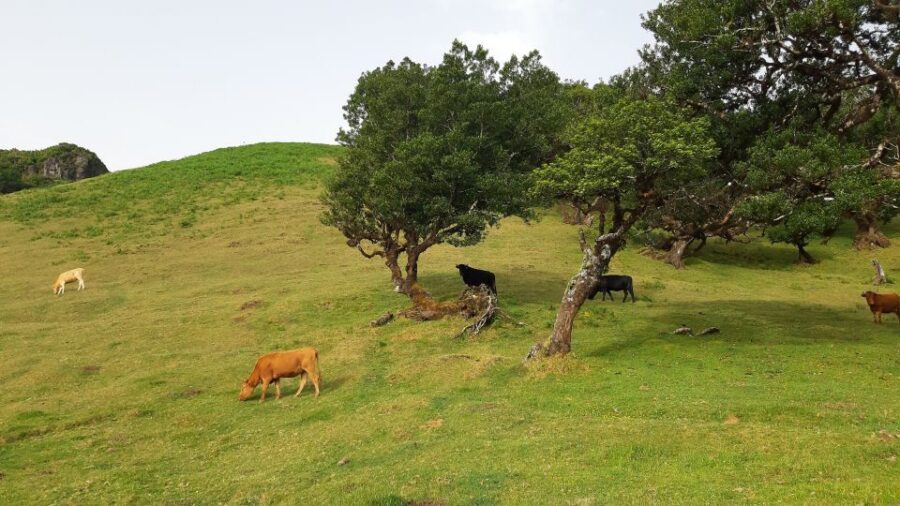 Madeira: Private Tour of Fanal Forest - What to pack for Fanal Forest: your comfort kit for Madeira