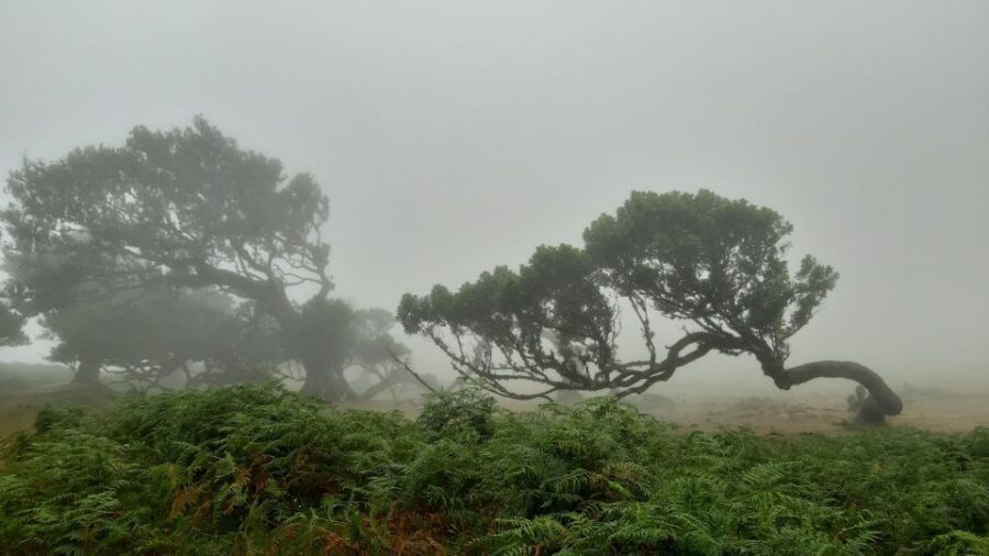 Madeira: Private Tour of Fanal Forest - 4 Hours, Private Vehicle: How your Madeira day flows