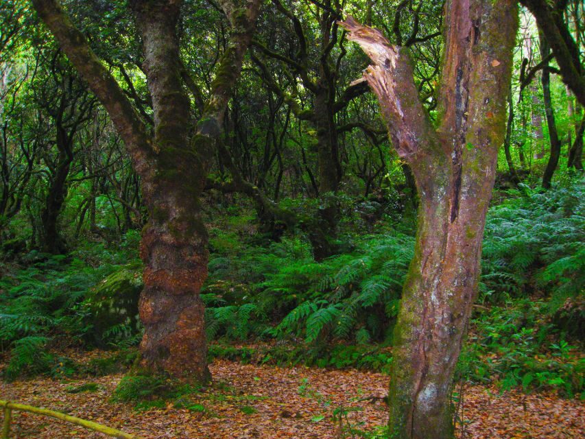 Madeira: Queimadas, Caldeirão Verde and Levada Walk - Pickup around Funchal, Câmara de Lobos, and Caniço