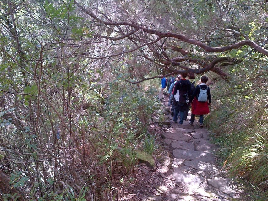 Madeira: Rabaçal Valleys 3-Hour Guided Walk - The altitude shift: moorland plants and the mountain mocano