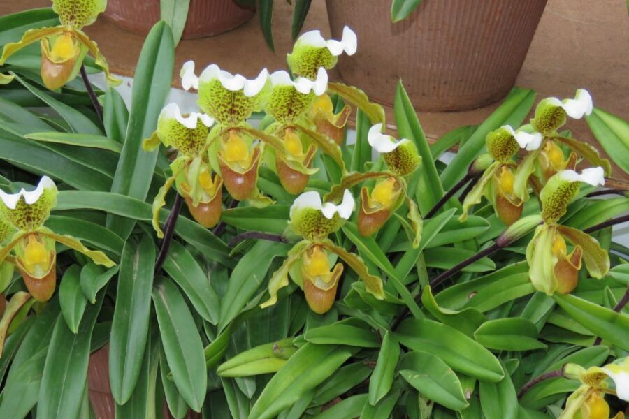 Madeira : Santo de Serra Local Farmers' Market half day trip - Tips That Actually Help at the Market