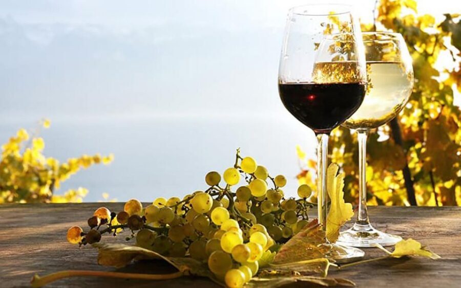 Madeira - Vineyard Tour Wine Tasting - Included - Who should book this tour (and who might not)