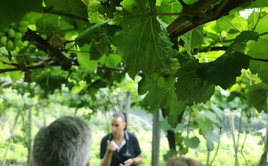 Madeira - Vineyard Tour Wine Tasting - Included - FAQ