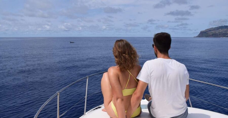 Madeira: Whale and Dolphin Watching Private Cruise - How cetacean spotting works (and why you shouldn’t rush it)