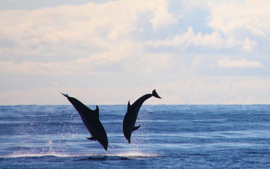 Madeira: Whale and Dolphin Watching Private Cruise - Photo moments, drinks, and small touches that make the time feel complete