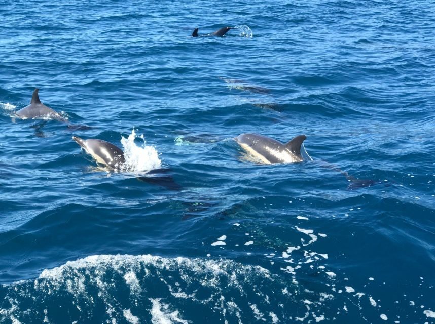Madeira: Whale and Dolphin Watching Private Cruise - Timing reality: whales and dolphins aren’t on a schedule