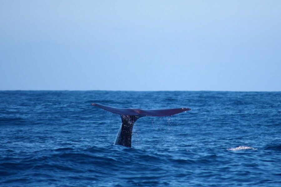 Madeira: Whale and Dolphin Watching Private Cruise - Your yacht setup: Miranda vs Gringo, comfort first