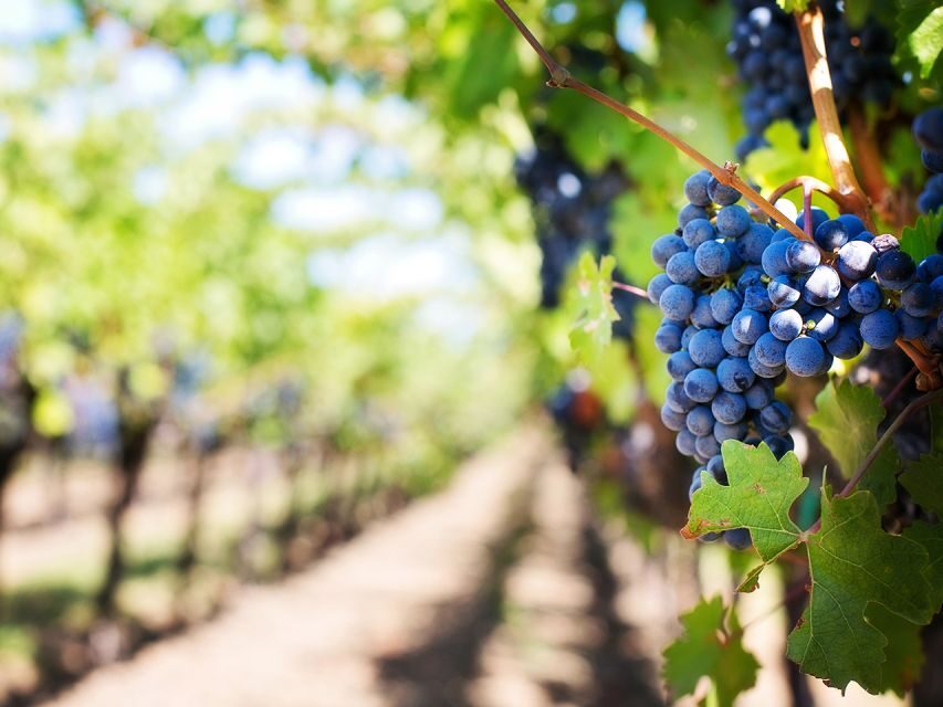 Madeira: Wine Safari Jeep Tour with Local Guide - Key highlights worth planning for