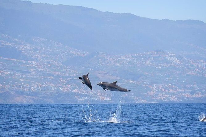 Magic Dolphin Celebrity - Returning to Funchal: Bay Views and the Churchill Connection