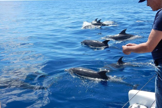 Magic Dolphin Celebrity - At Sea: How Whale and Dolphin Spotting Really Works