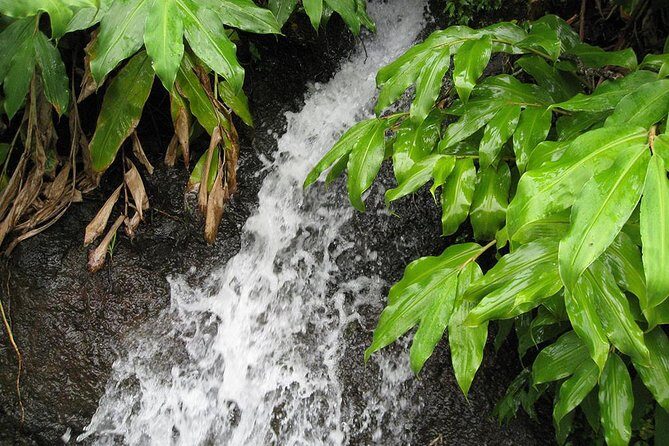 Maroços Mimosa Valley Levada Walk from Funchal - Timing and the end-of-walk stop you might use