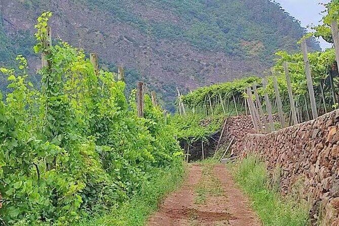 North Tour & Wine Tasting - 4x4 (Small Groups) - Arco de São Jorge lunch: one full meal window to slow down