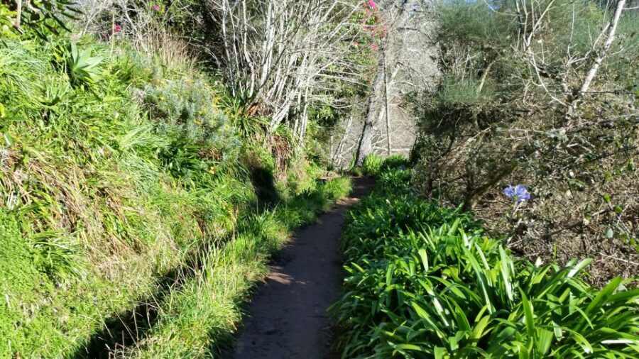 Paradise Valley half-day morning walk. - Camacha Village views: where the valley meets the community
