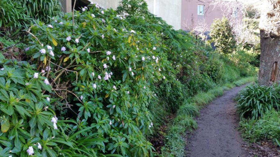 Paradise Valley half-day morning walk. - Price and value: what $41 buys you besides a walk