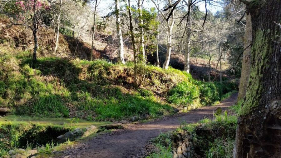 Paradise Valley half-day morning walk. - Following the levada: nature that’s close enough to learn from