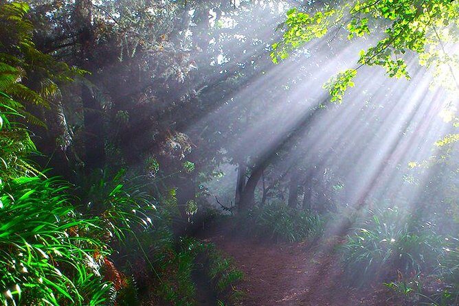 Paradise Valley - Levada Walk - Why This Levada Walk Starts in the Funchal Highlands