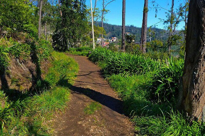 Paradise Valley - Levada Walk - Following Levada da Serra do Faial through eucalyptus shade