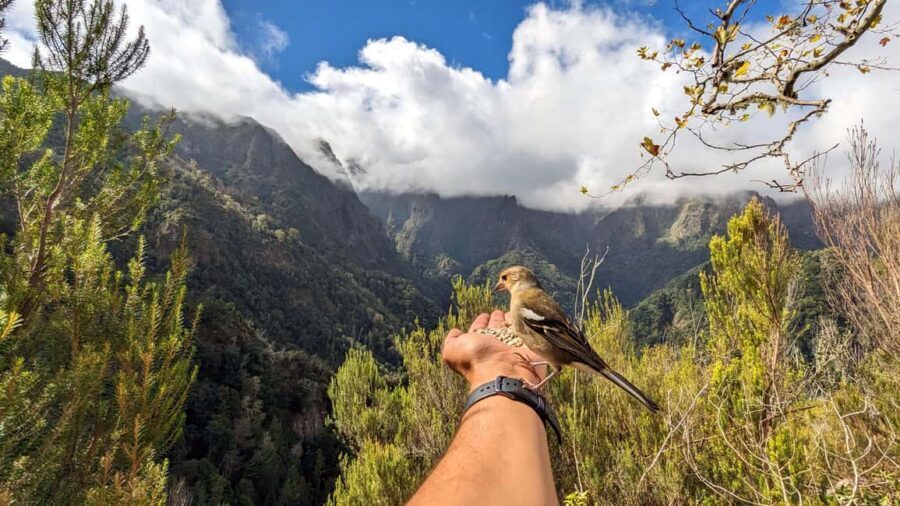 Pico do Arieiro in 4h: Immersive Private Experience (Cabrio) - Pickup, the Suzuki Vitara, and the rules you’ll want to notice early