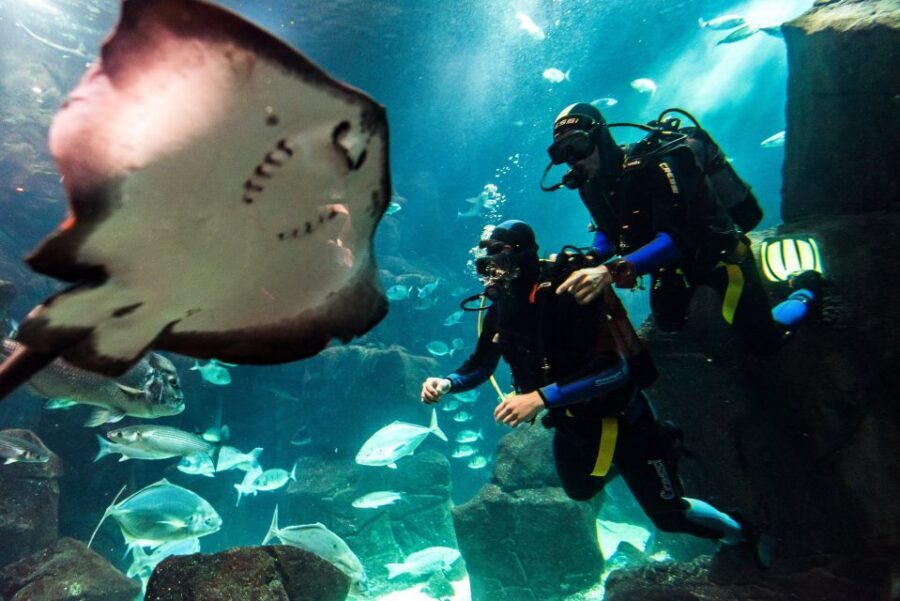Porto Moniz: Diving with Sharks and Rays in Madeira Aquarium - Aquarium tour plus the technical zone: you’ll understand the animals you’re seeing