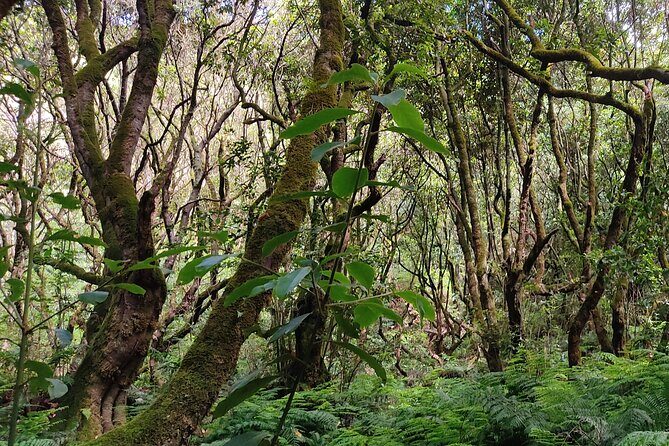 PR9 Caldeirão Verde Queimadas Levada Self-Guided Hiking Transfer - Timing: why 8 hours 30 minutes can feel perfect or too tight