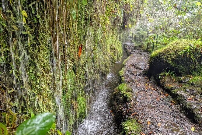 PR9 Caldeirão Verde Queimadas Levada Self-Guided Hiking Transfer - Comfort checklist: shoes, layers, and small coins