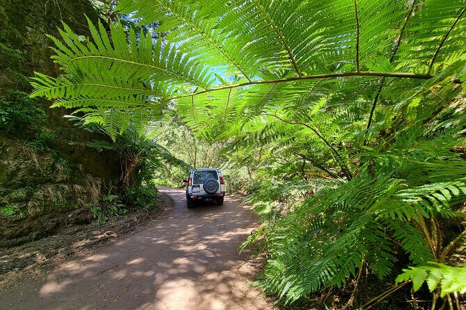 Private 4x4 Jeep Full Day Porto Moniz or Santana - Fanal and Paul da Serra: the centenary trees break the rhythm