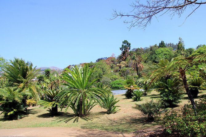 Private Botanical Garden Tour - A tuk-tuk ride that makes Funchal’s hills feel easy