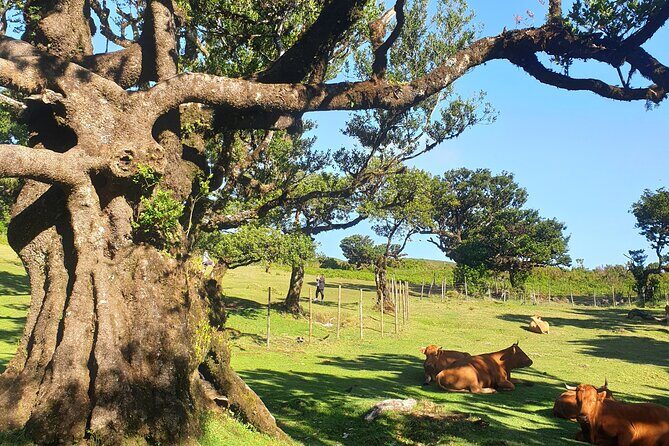 Private Full Day Tour by Jeep 4x4 West Side Madeira - Porto Moniz natural swimming pools: lunch plus volcanic pool time