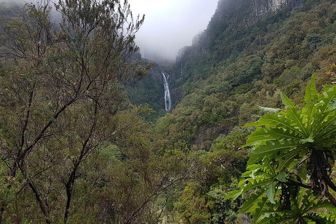 Private Guided Walk Levada 25 Fontes - Nature focus: birdlife and endemic flora (and how to spot it)