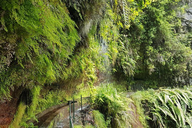 Private Guided Walk Levada do Rei - How your guide turns the forest into an actual learning experience