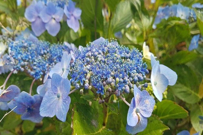 Private Halfday Flower Palheiro Gardens Tour - What to bring for the Hortensia tea pause and garden walking