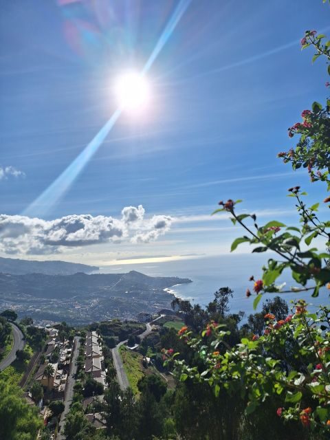 Private Madeira Highlights Full Day Tour - Fanal Forest: where a scenic drive becomes a real pause