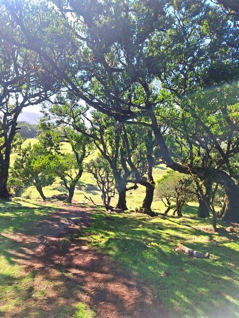 Private Madeira Highlights Full Day Tour - São Vicente tasting break: poncha and wine in a calmer setting