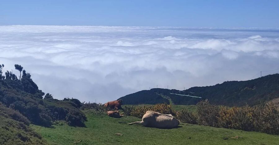 Private Minubus 8 seater - West Madeira: Cabo Girão, Câmara de Lobos, Fanal, Porto Moniz