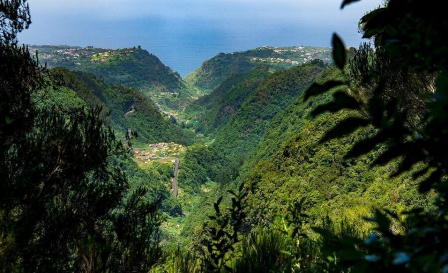 Queimadas Caldeirao Verde Full day hike - The native forest Laurissilva: not just scenery, it’s the air you breathe
