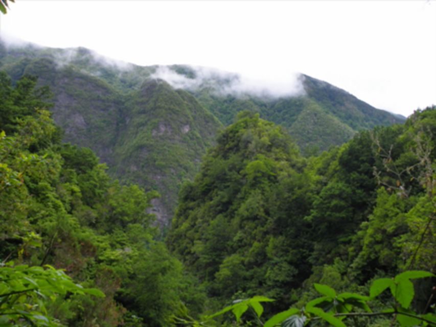 Queimadas Caldeirão Verde Walking tour with guide - Entering the Queimadas levada walk: what 13 km means in real time