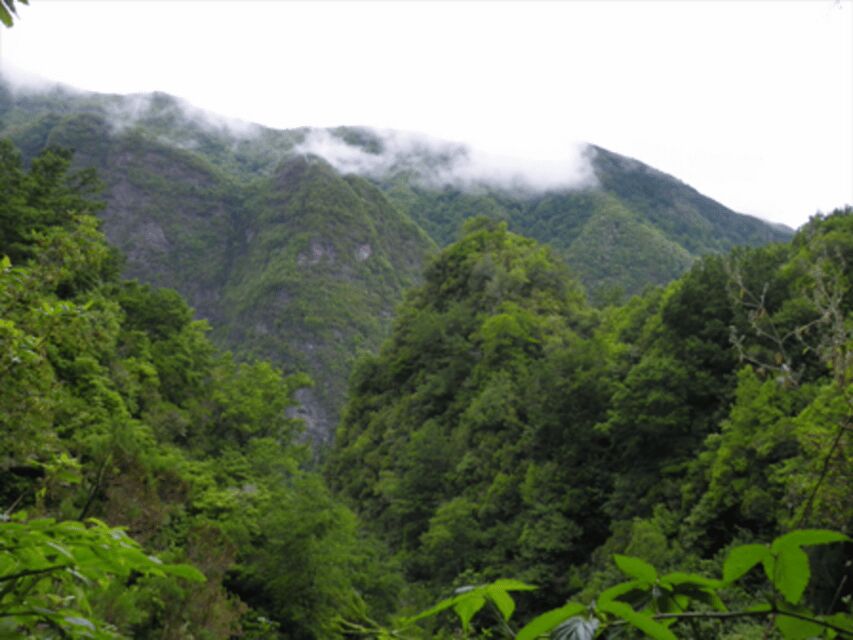 Queimadas Caldeirão Verde Walking tour with guide - Laurissilva UNESCO forest: fauna and flora you can actually notice