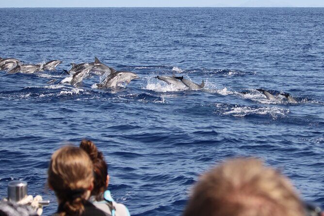 Responsible Whales and/or Dolphins Watching Tour - Getting to Marina do Funchal Gate 4 without stress