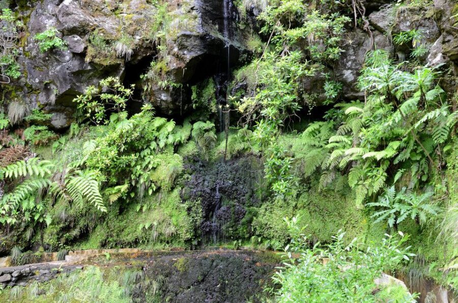 Ribeiro Frio / Portela - Levada Walk - Walking the levada: laurel, heather, and the constant light-and-shade show