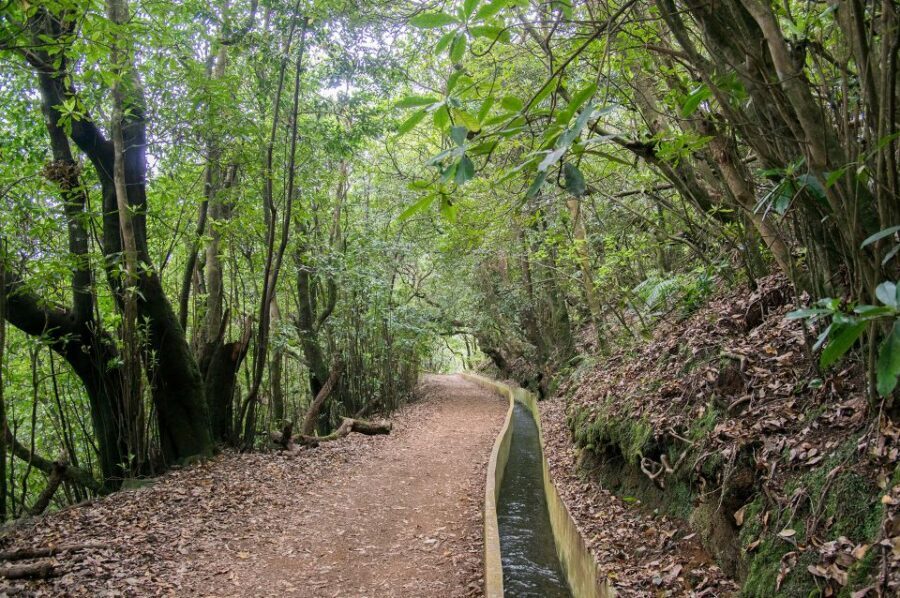 Ribeiro Frio / Portela - Levada Walk - Endemic species: how the guide turns a walk into real learning