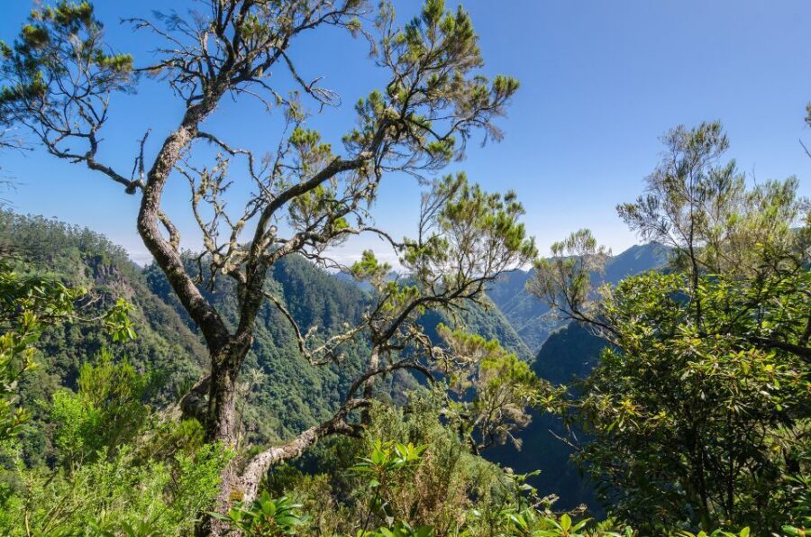 Ribeiro Frio / Portela - Levada Walk - What you should bring (and how to handle lunch without stress)