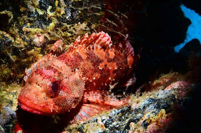Scuba Diving Experience for Beginners in Ponta de São Lourenço - Key Highlights You’ll Care About