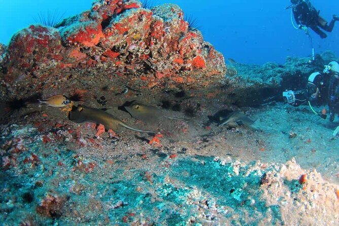 Scuba Diving Experience for Beginners in Ponta de São Lourenço - Marine Life Around Madeira: Expect Real Encounters, Not Just Boring Rocks