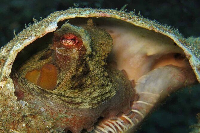 Scuba Diving Experience for Beginners in Ponta de São Lourenço - Small-Group Coaching: Why It Feels Personal (Not Like a Factory Line)
