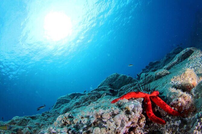 Scuba Diving Experience for Beginners in Ponta de São Lourenço - The 2 Hours 30 Minutes Plan: How the Time Usually Flows