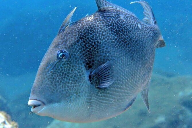 Scuba Diving Experience for Beginners in Ponta de São Lourenço - Price and Value: Is About $102 Worth It?