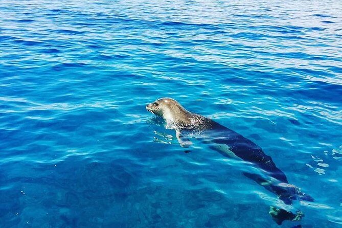 Snorkelling Trip at Ponta de São Lourenço Protected Area - Weather and minimum numbers: why your day needs flexibility