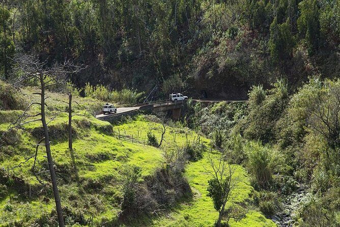 The Best of the South - Jeep Safari - Full Day - Shared Tour - Off-Road Time in Exotic Forest: The 4x4 Trail Section