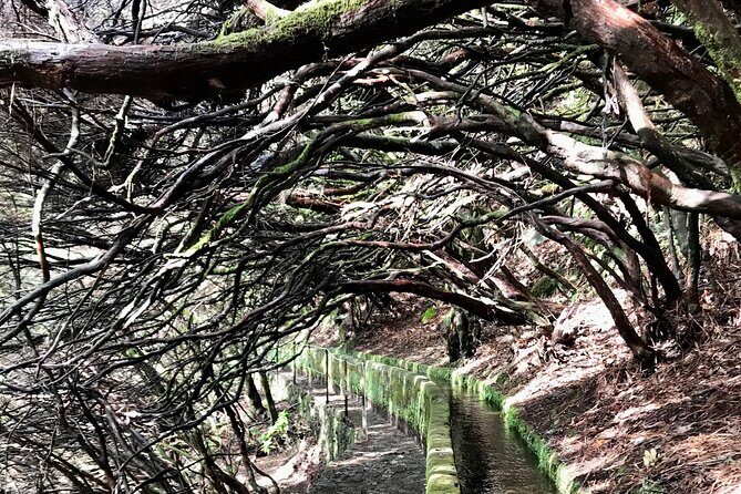 Twenty-Five Fountains Levada walks (private) - How the levada walk feels inside Laurissilva Forest