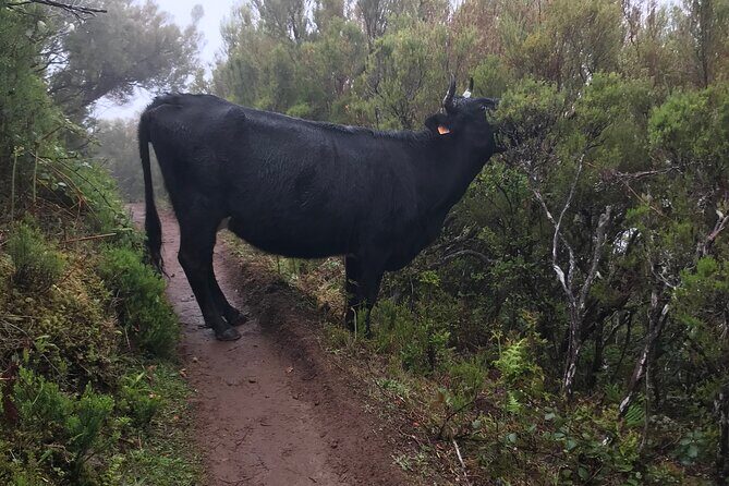 Twenty-Five Fountains Levada walks (private) - What “private 1–4 people” changes for your day